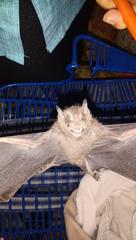 Artibeus jamaicensis