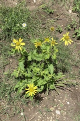 Tetragonotheca repanda