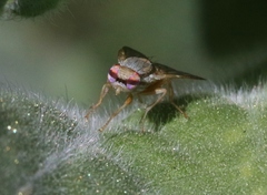 Terellia fuscicornis
