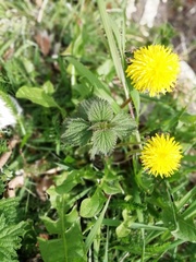 Urtica dioica