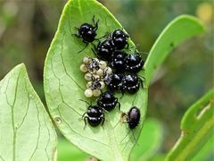 Glaucias amyoti