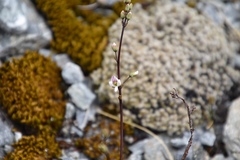 Veronica decora