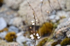 Veronica decora