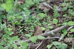 Melanitis phedima oitensis