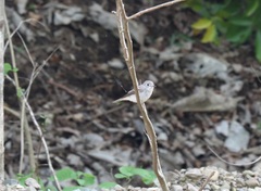 Muscicapa dauurica