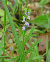 Verbena simplex