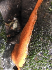 Styelidae