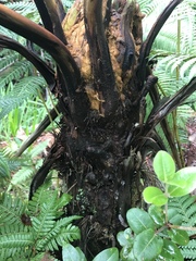 Cibotium glaucum