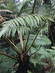 Cibotium glaucum