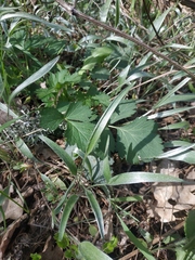 Ranunculus illyricus