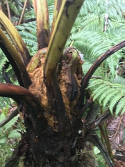 Cibotium glaucum