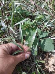 Ranunculus illyricus
