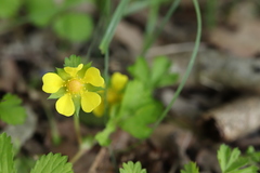 Potentilla hebiichigo