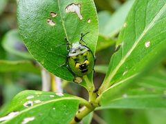 Glaucias amyoti