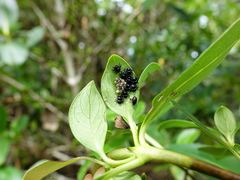 Glaucias amyoti