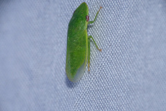Petalocephala
