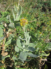 Senecio lanceus