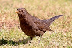 Turdus merula