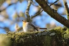 Erithacus rubecula