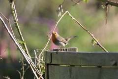 Erithacus rubecula