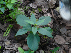 Baliospermum solanifolium