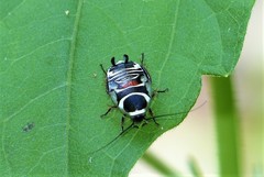 Hemithyrsocera vittata