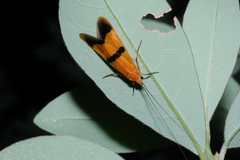 Macrostemum fastosum