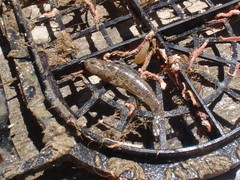 Bathygobius krefftii