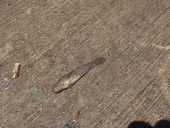 Bathygobius krefftii