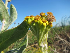 Senecio lanceus