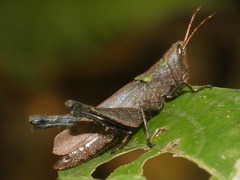 Maculiparia rotundata