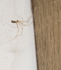 Pholcus phalangioides