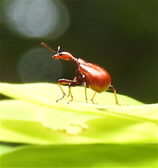 Attelabidae