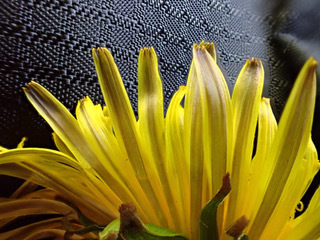 Image of Taraxacum aequilobum by (c) Jerry Lanfear, some rights reserved (CC BY)