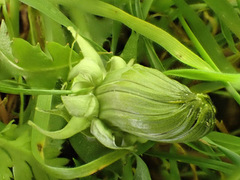 Taraxacum aequilobum
