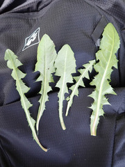Taraxacum aequilobum