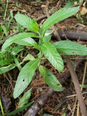Angiospermae