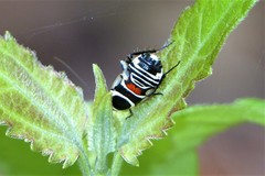 Hemithyrsocera vittata