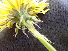 Taraxacum aequilobum