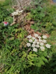 Heracleum sphondylium