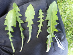 Taraxacum aequilobum