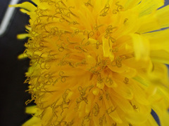 Taraxacum aequilobum