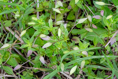 Mecardonia procumbens