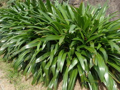 Hymenocallis speciosa
