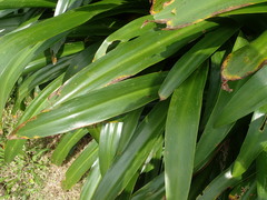 Hymenocallis speciosa