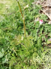 Anthriscus sylvestris