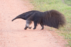 Giant Anteater photo 5
