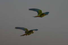 Primolius auricollis