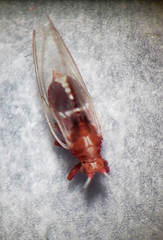 Bactericera antennata