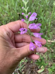 Physostegia pulchella
